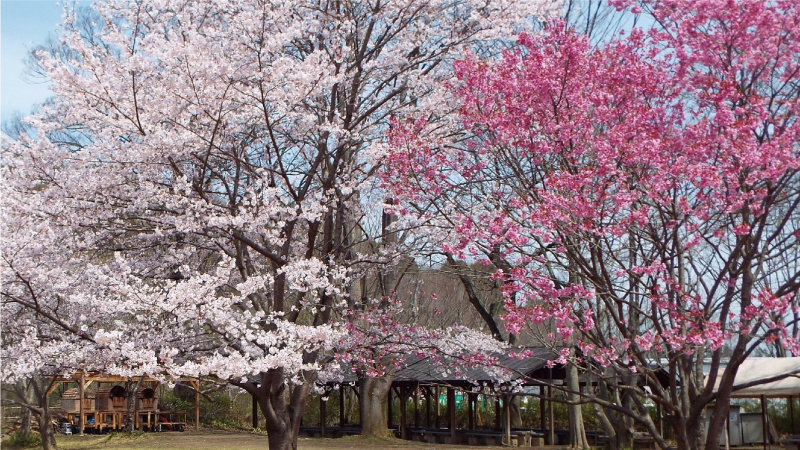 バーベキュー広場 桜